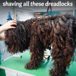 str-YOU WON’T BELIEVE how this DOG looks after shaving all these dreadlocks
