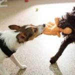 Dog Fights With Only One Specific Dog: Why It Happens and What to Do