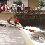 A Breathless Rescue: Saving a Stranded Dog from Rushing Floodwaters