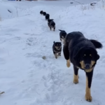 From -16°C Frost to a Warm Home: The Miraculous Survival of a Stray Dog Family