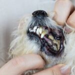 Weird Smell Coming From Your Dog’s Mouth — Is It a Dental Issue?