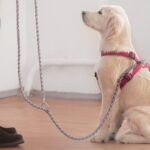 My Dog Forgets Commands After a Few Days — Is Something Wrong?