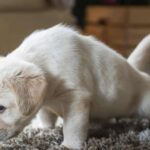 Dog Marks New Furniture — Why It Happens & How to Stop It