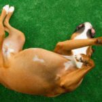 My Dog’s Belly Turns Red After Grass — Allergy or Irritation?