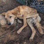 Beyond Instinct: Amazing Moments of Animal Intelligence and Empathy