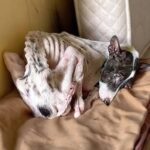 Losing Her Family and Forgotten: The Miraculous Rebirth of a Dog Who Went From 7kg to 20kg