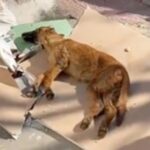 From a Dumpster to a Miraculous Rebirth: The Incredible Journey of a Brave Survivor