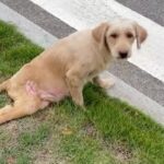 The Power of Motherly Love: A Paralyzed Mother Dog Overcomes Adversity to Protect Her Pups