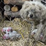 Sacred Motherhood: Chained Mother Dog Cries in Despair with No Milk for Her Newborn Puppies