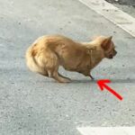 The Extraordinary Resilience of a Stray Dog and the Journey Back to Life