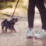 Dog Suddenly Fears Going on Walks: Causes, What It Means, and How to Help