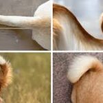 Dog Stops Wagging Tail — Is This a Sign of Pain?