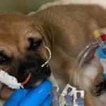 The “20-Dollar Item” and the Fight for Life of a Little Warrior Named Iggy