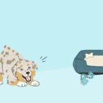 Puppy Pees When Excited — Normal or a Problem?