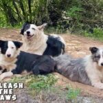 From the Forest to a Forever Home: The Heartbreaking and Heroic Rescue of a Border Collie Family