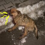 Codrut: A Sob in the Dead of Night and the Miracle of Devotion