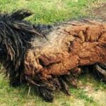 A Miracle from Caring Hands: The Rescue of a Dog in the “Worst Condition Ever”