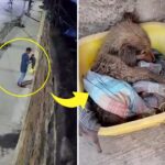 A Miracle Rebirth: The Journey of a Forsaken “Little Warrior”