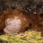 Jinni’s Miraculous Rebirth: From Chains to a Home Filled with Love