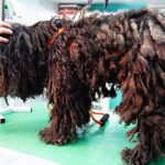 YOU WON’T BELIEVE how this DOG looks after shaving all these dreadlocks
