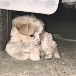 Latte’s 50-Day Journey: From a Heartbreaking Abandonment to a Life of Love