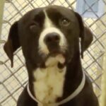 The Journey to Freedom: The Moment Benny the Shelter Dog Realized He Was Adopted