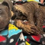 Payer: From an Abandoned Box to a Miracle of Life