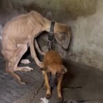 A FINAL FAREWELL: THE FRAIL PUPPY WHO PROTECTED HIS MOTHER UNTIL HER LAST BREATH