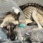 Ryder’s Miraculous Recovery: From Abandoned Dog to Extraordinary Will to Live