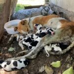 Driven Away After Giving Birth: A Mother’s Journey from Abandonment to the Joy of Survival