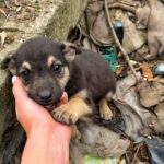 A Heart-Touching Moment: An Abandoned Puppy Realizes He’s Finally Been Saved