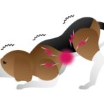 My Dog Keeps Stretching Like He’s Uncomfortable: What It Means and When to Worry