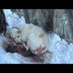 Curled Up in the Cold, a Loyal Dog Waited for Forgiveness After Being Abandoned for a Mistake