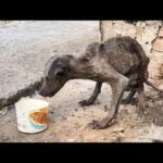 The Miracle of Panpan: From an Emaciated Stray to a Beloved Family Guardian