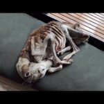 Noah: The Miracle of a 1% Chance