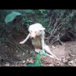 Angel – The Fallen Angel Under 6 Bullets and the Journey to Rise After a Nightmare