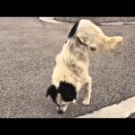 Paralyzed stray dog struggled to survive on the street, but no one cared until this happened