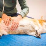 My Dog’s Tummy Pulses Fast — Is This Normal or Dangerous?