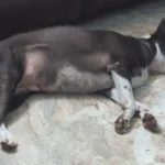 My Dog Twitches a Lot During Sleep — Normal or Something Wrong?