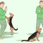 Dog Stops Obeying When Guests Are Around — Why It Happens & How to Fix It