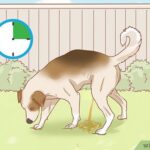 My Dog Pees Inside Right After Going Out