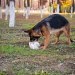 My Dog Chews Rocks in the Yard: Why It Happens and How to Stop It Safely