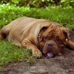 My Dog Wheezes After Exercise — Normal Heavy Breathing or a Health Issue?