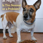 STR- My Dog Only Eats at Night — Is This Normal or a Problem?