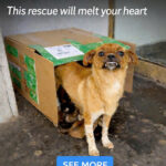 str-Abandoned mama dog with her five babies. This rescue will melt your heart.