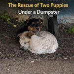 Two Abandoned Puppies Found Shelter Under a Dumpster on a Rainy Day