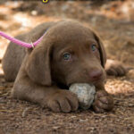 My Dog Chews Rocks in the Yard: Why It Happens and How to Stop It Safely