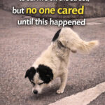 Paralyzed stray dog struggled to survive on the street, but no one cared until this happened