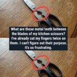 What’s the Purpose of the Serrated Part on Kitchen Scissors?