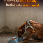 Discarded and Eating Scraps to Survive, His Soul Finally Healed with a Warm Meal